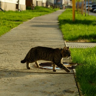 Это ваш котик гуляет по Руполису?